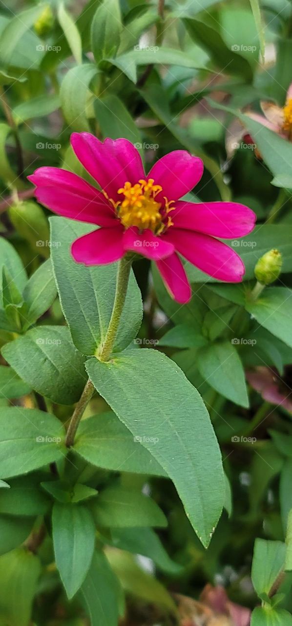 Youth-and-old-age.Zinnia angustifolia Kunth