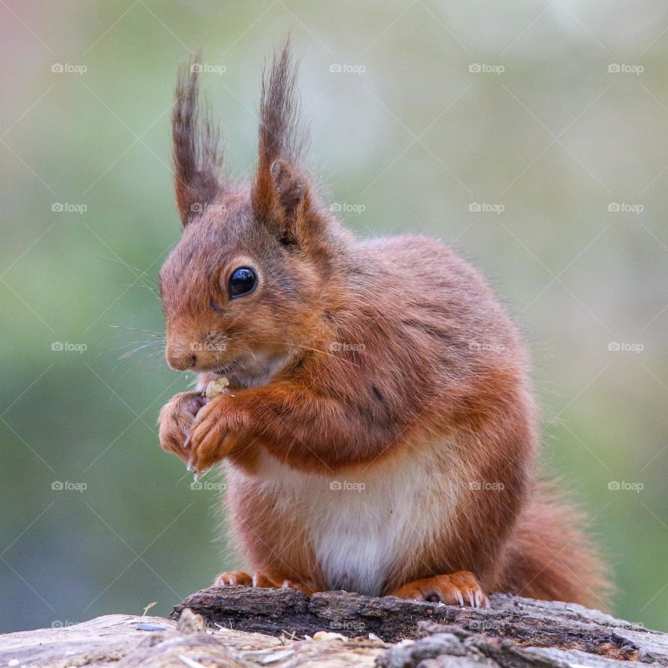 Red squirrel portrait