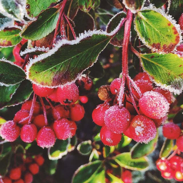 Frost