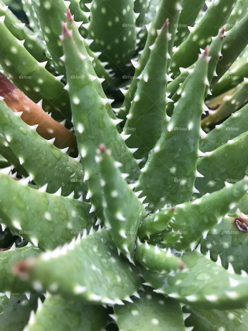 Cactus outside in a pot