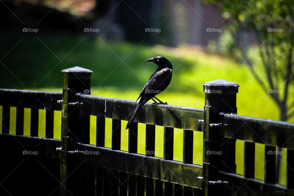 Common grackle on a fence
