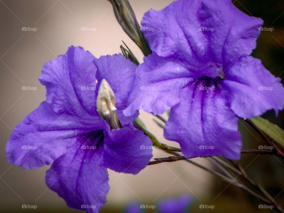 Purple Flowers Blooming 