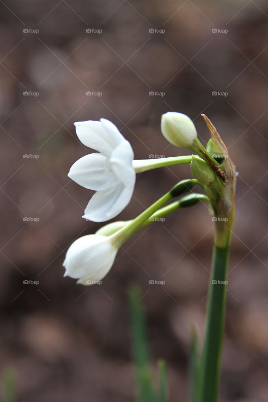 white flower.