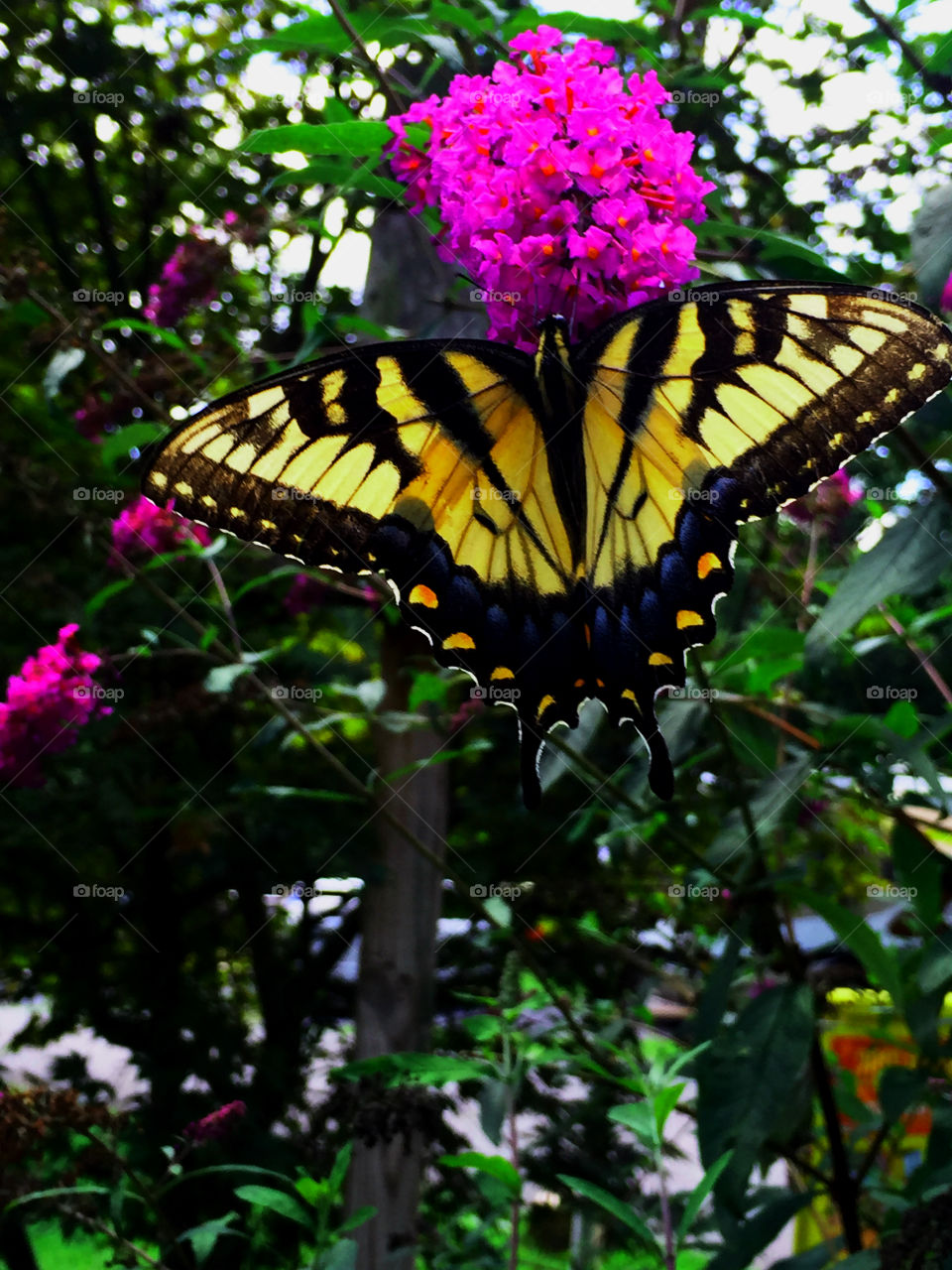 color stories a yellow butterfly