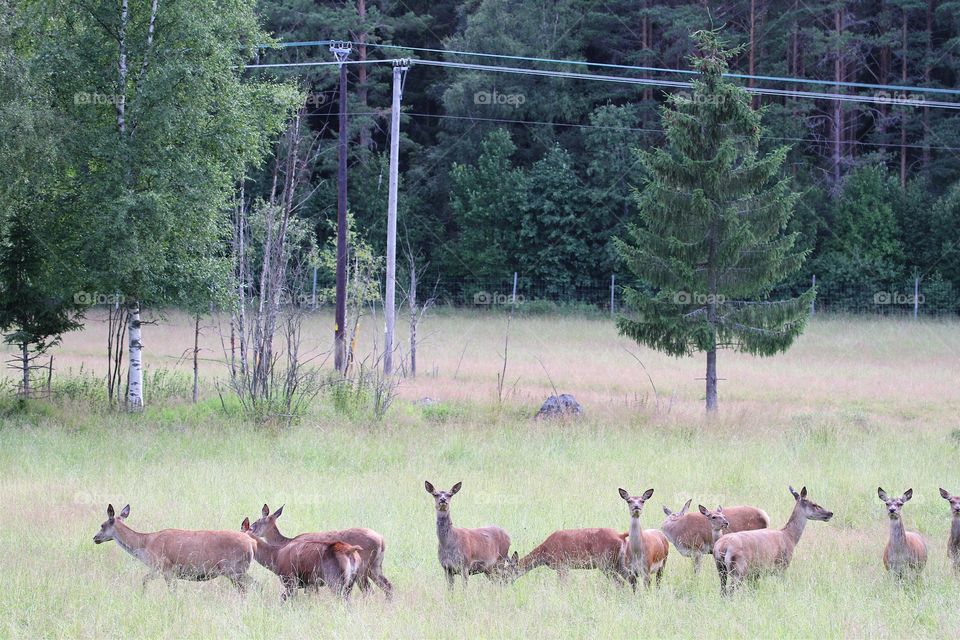 deer females in the deer farm