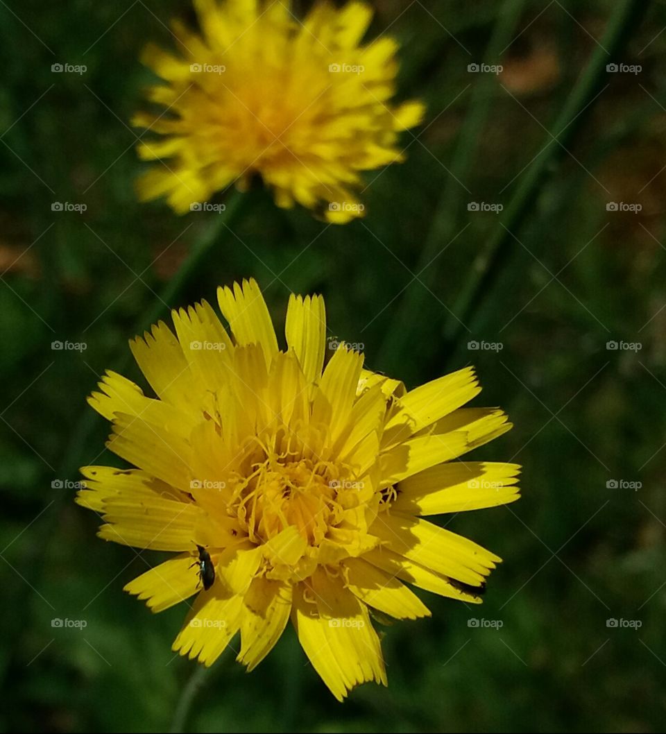 yellow wild flower with bug