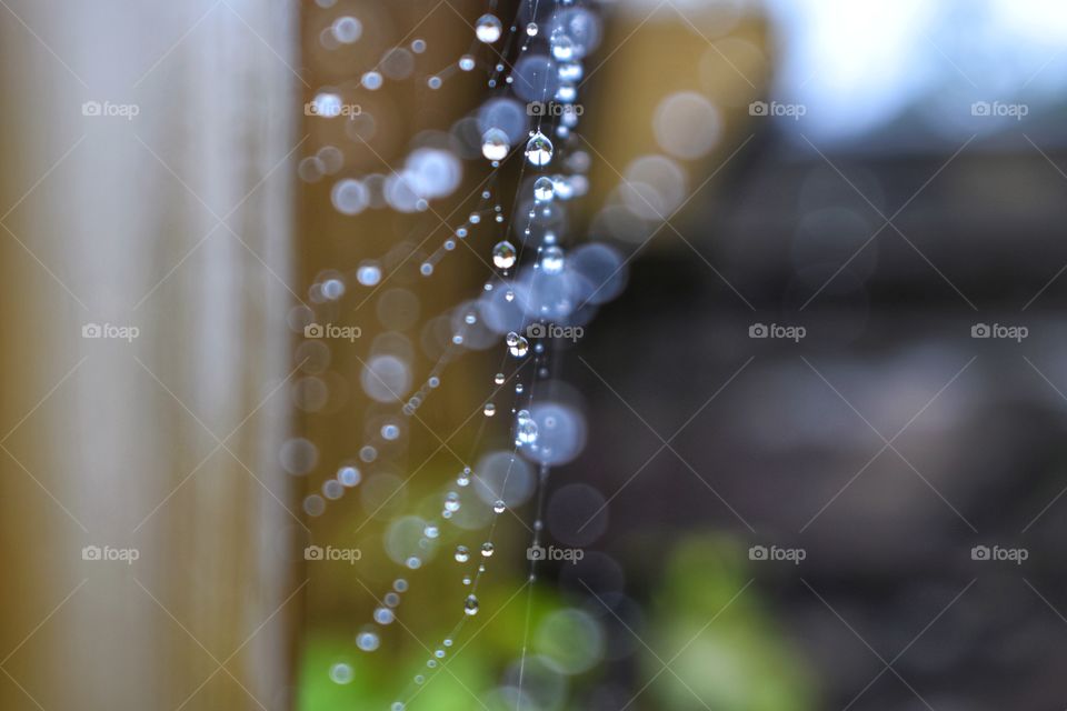 Spider Web after the rain