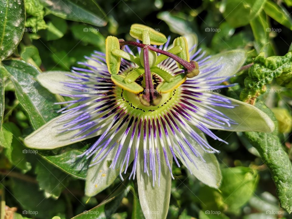 Passiflora