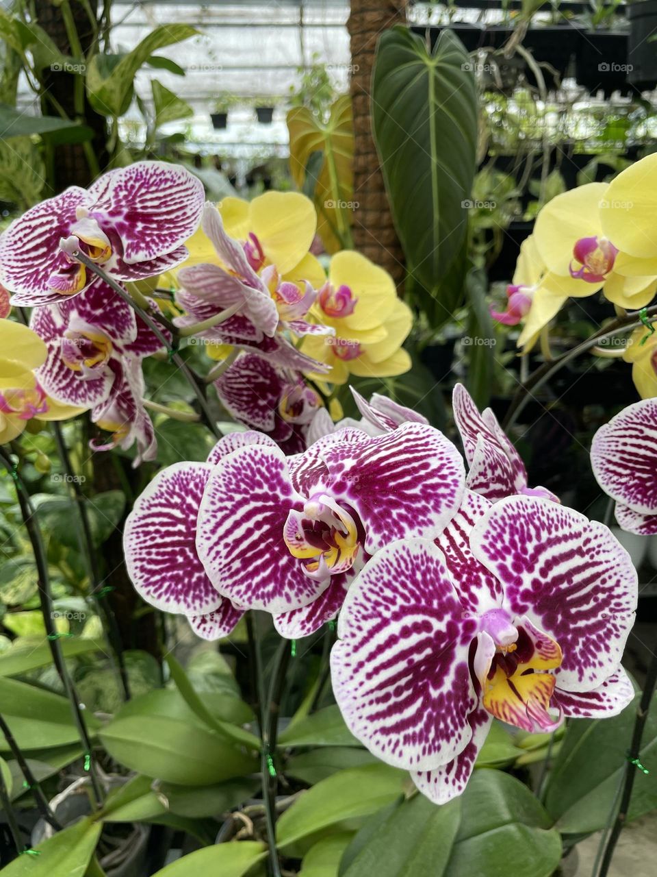 Moth orchids