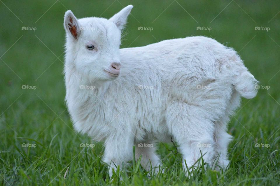 cute baby goat