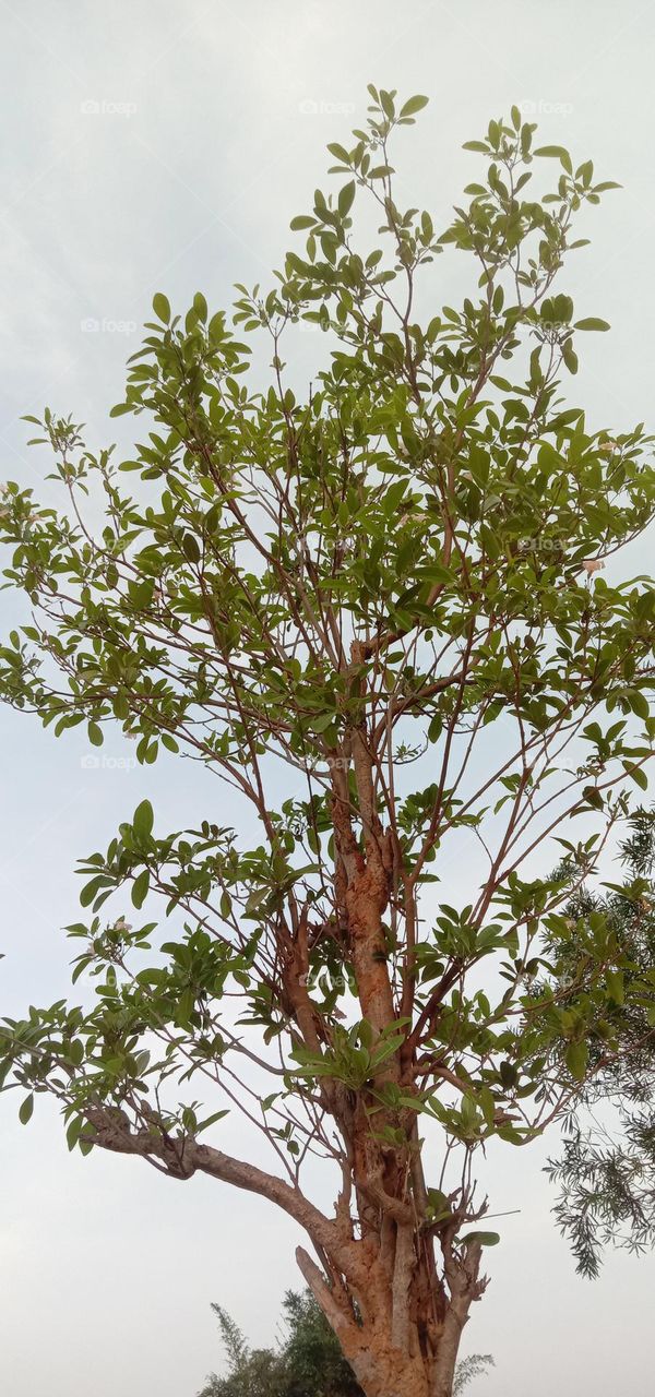 Feel as high as a tree but be grounded