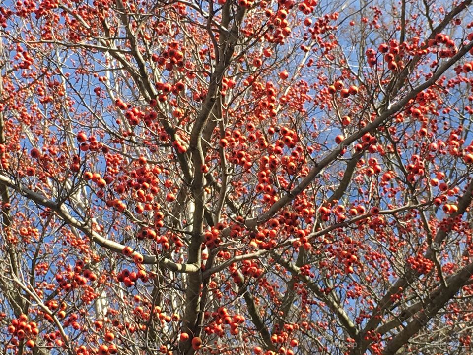 Red berries on tree