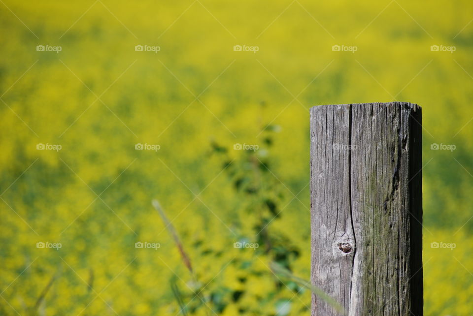 Field with yellow flowers