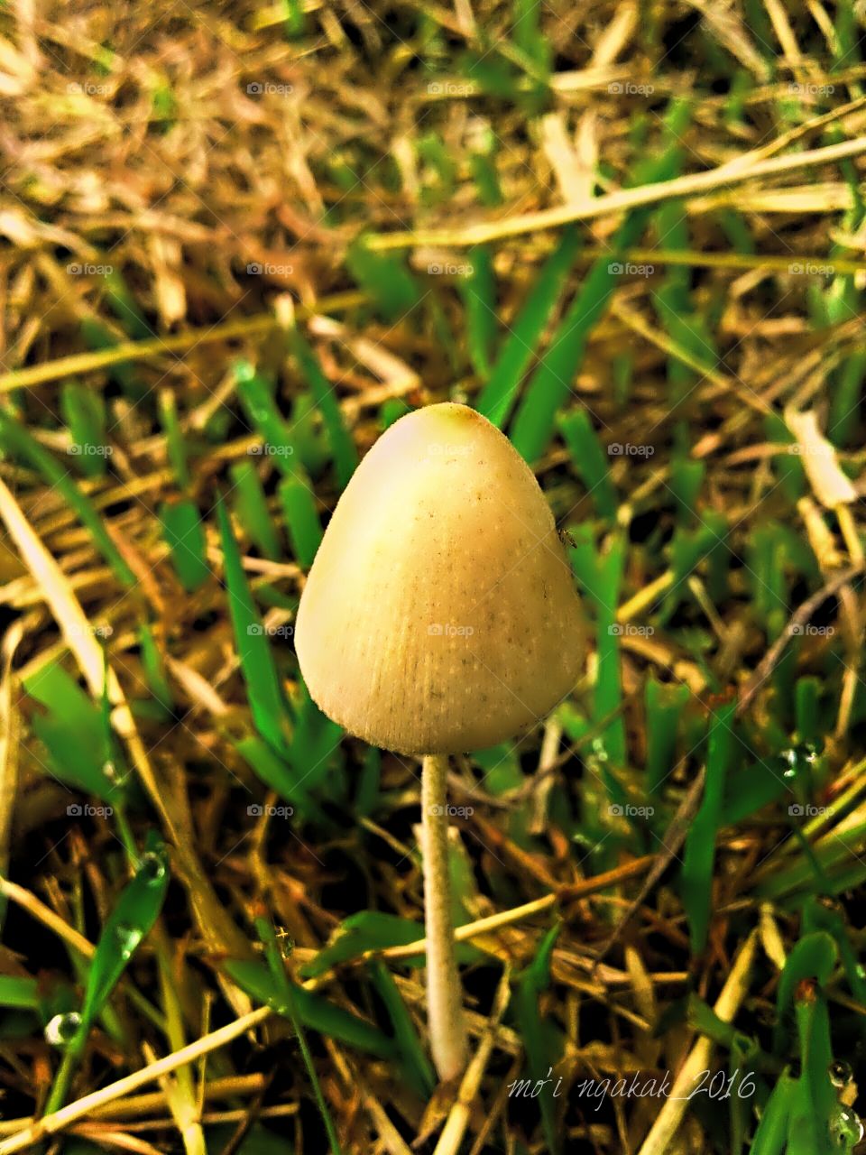 mushroom