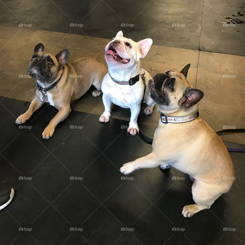 Frenchie party
