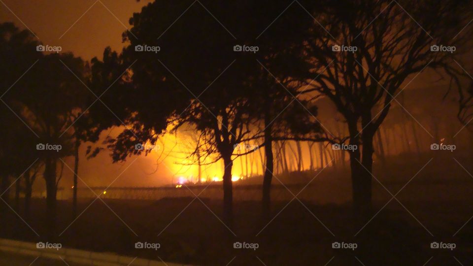 Fire in the woods. Fire near university estate Cape Town