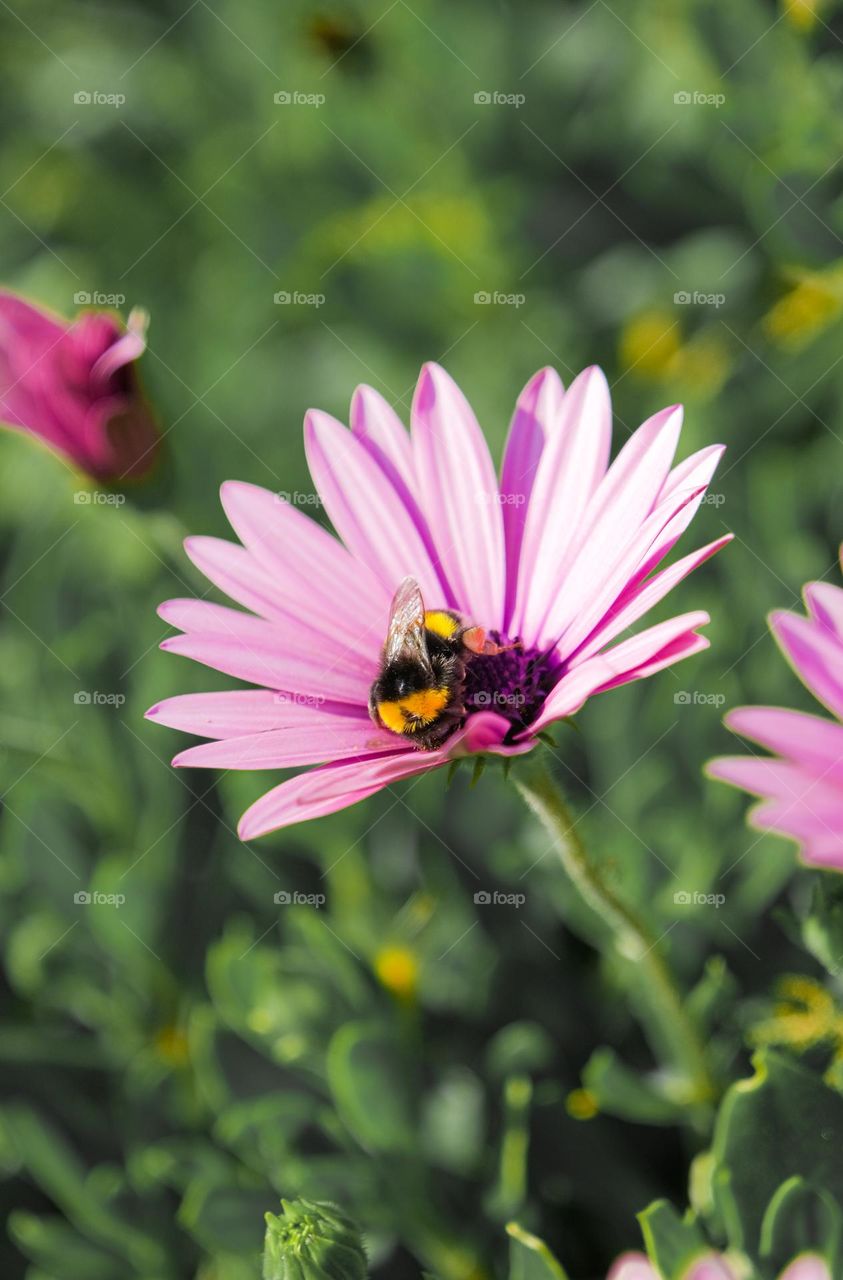 purple flower and Bee