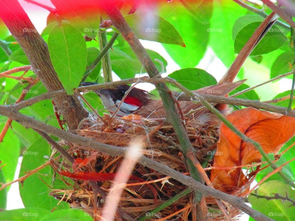 The red-whiskered bulbul (Pycnonotus jocosus), or crested bulbul, is a passerine bird found in Asia. It is a member of the bulbul family. It is a resident frugivore found mainly in tropical Asia.