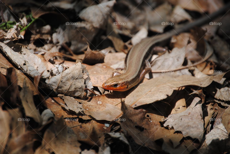 A red throated skink in brown leaf foliage. Photo taken at the Kansas City Zoo. 