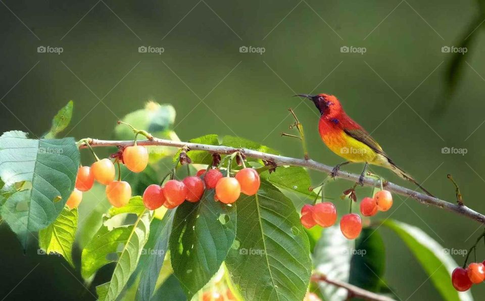 Colors in the Collision of Plant and Animal Spirits in Nature