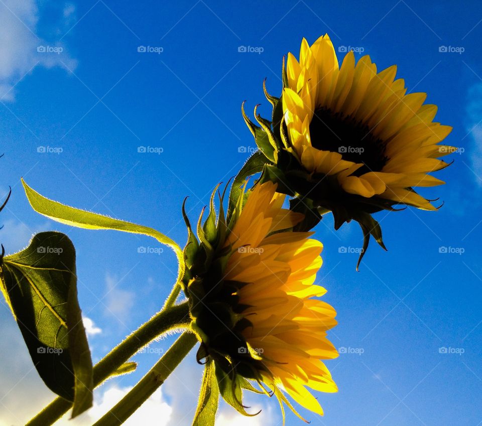 Sunflowers