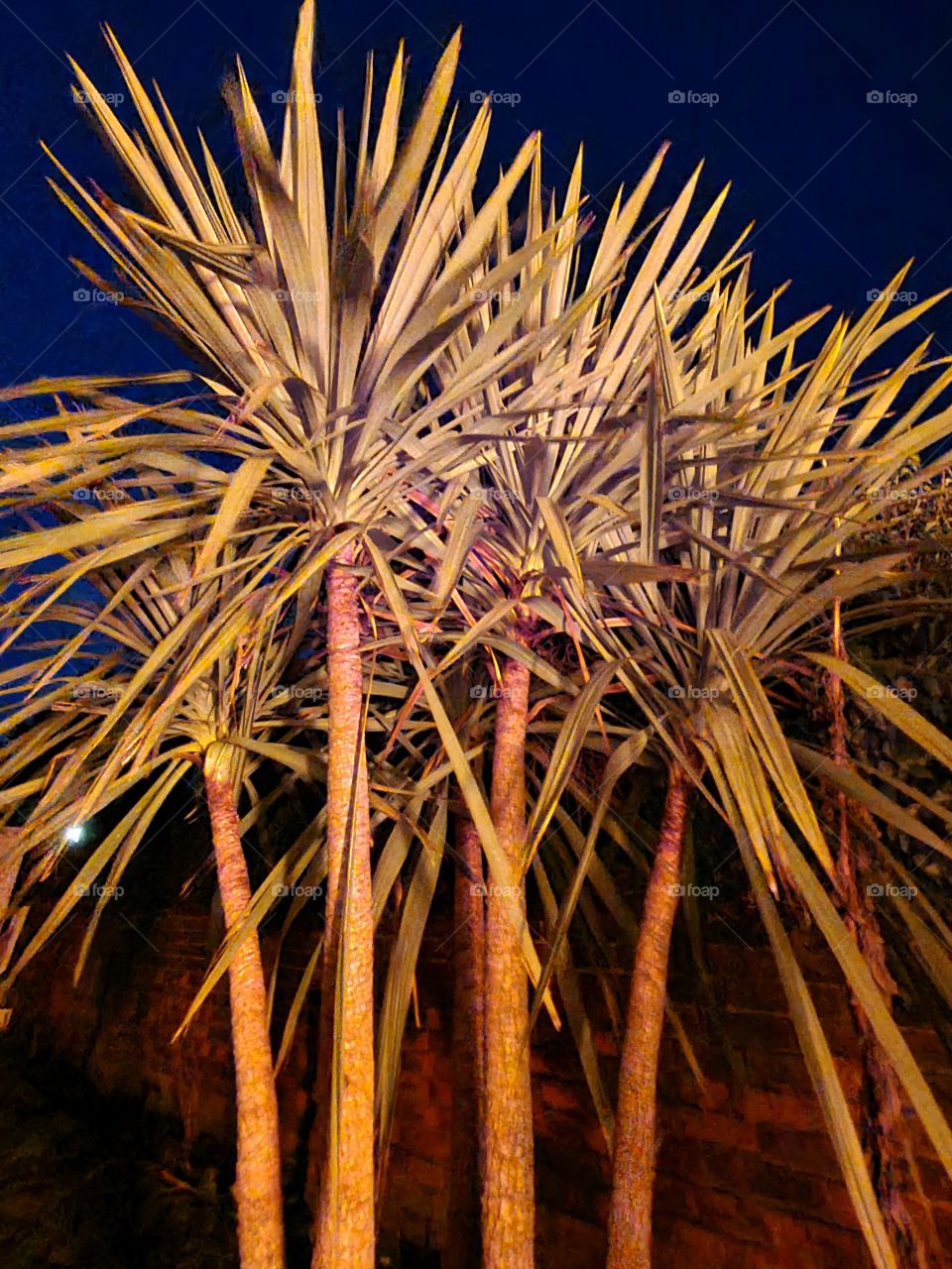 Palms in night light