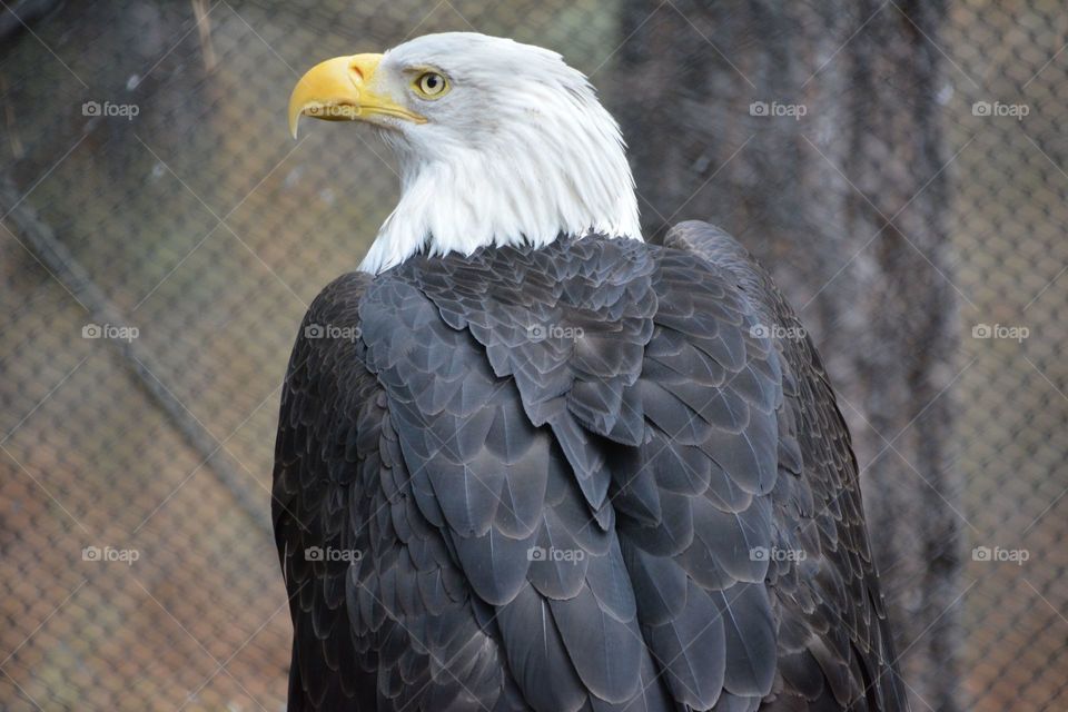 Eagle in profile 