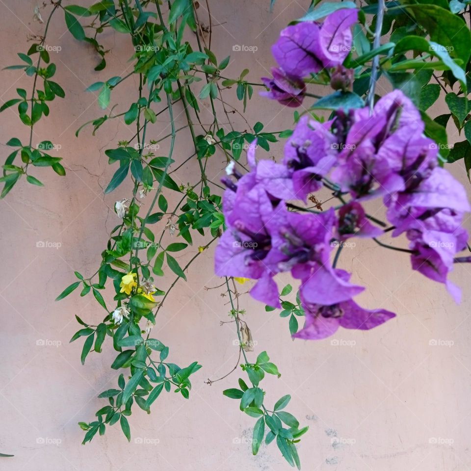 colors of spring , purple flower