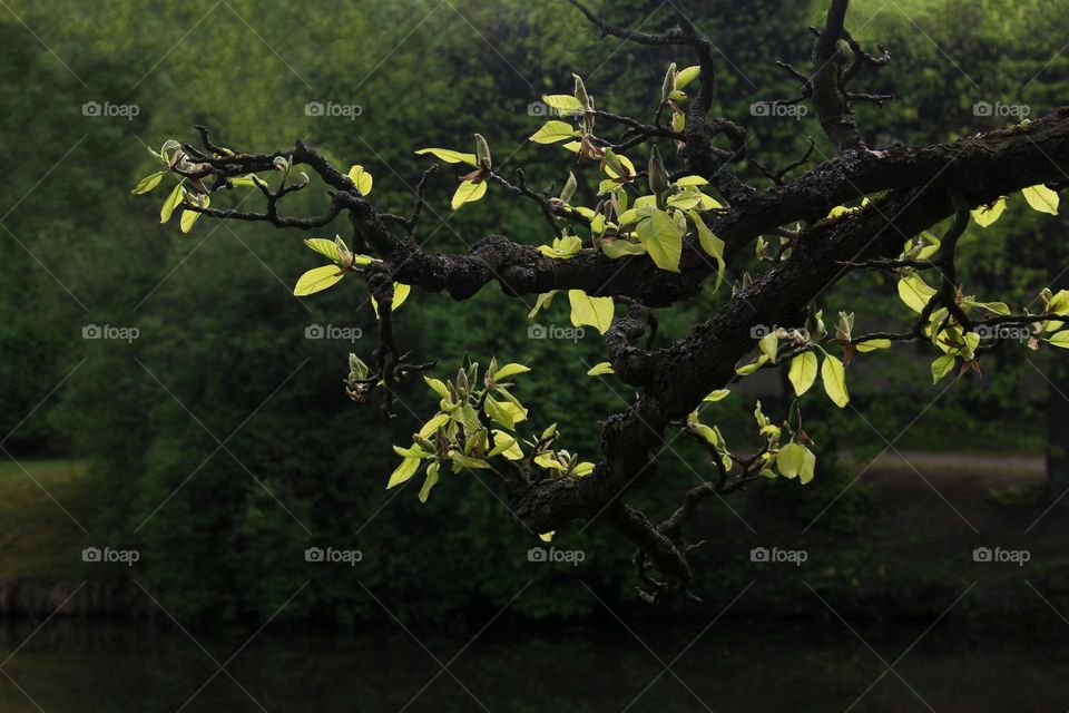First Leaves on a Branch in a Beautiful Oliwa Park

Nature Wakes up after a Cold Winter