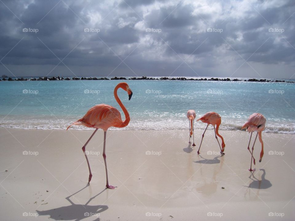 Flamingos on the beach