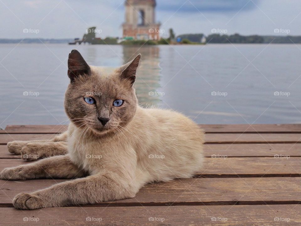 Cat with blue eyes 