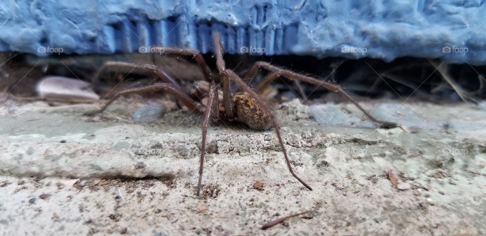 spider on the stoop