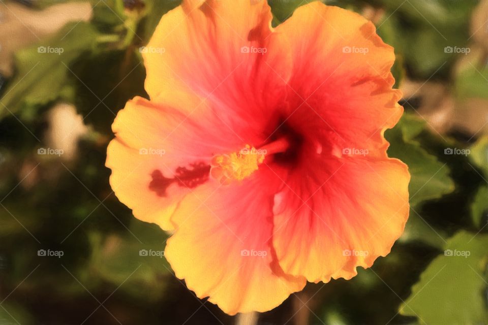 Pink and yellow hibiscus