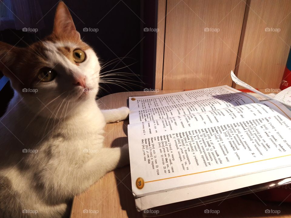 learningcat