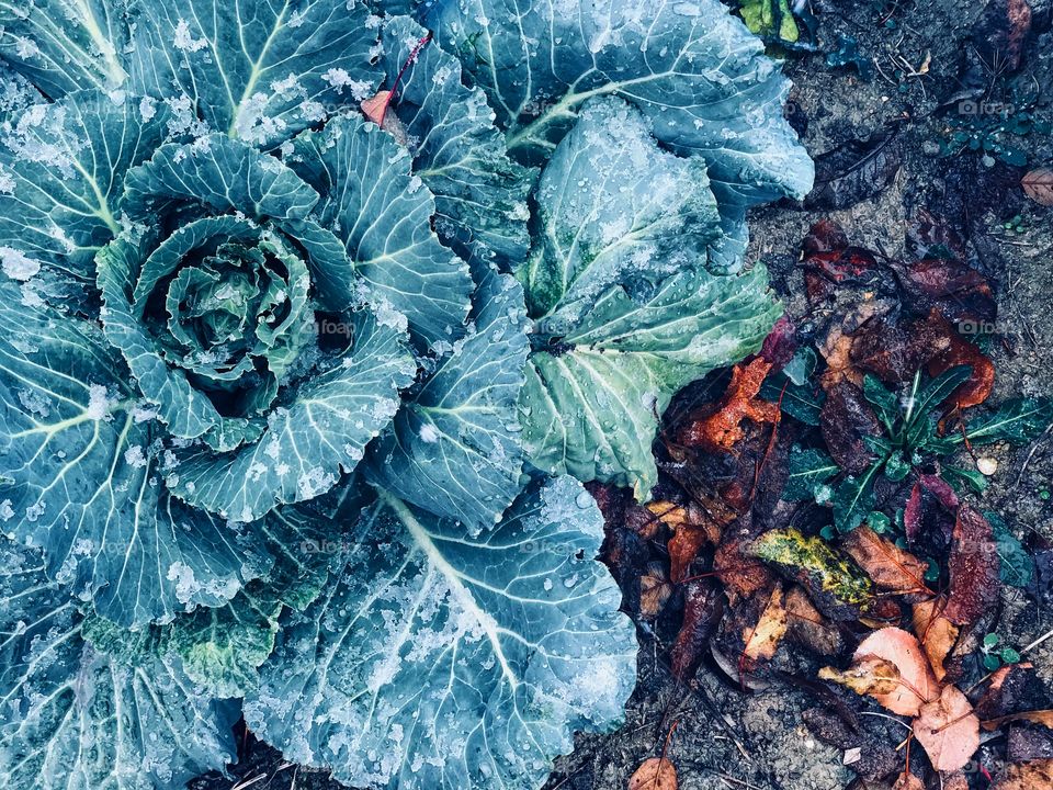 crazy plants