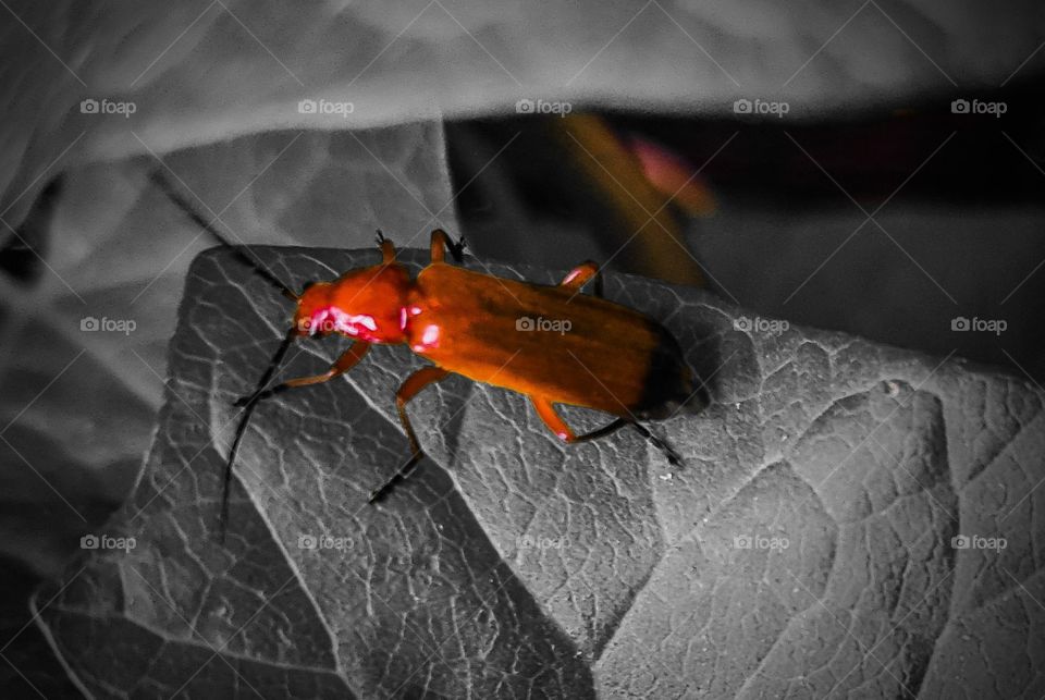 Orange bug on leaf