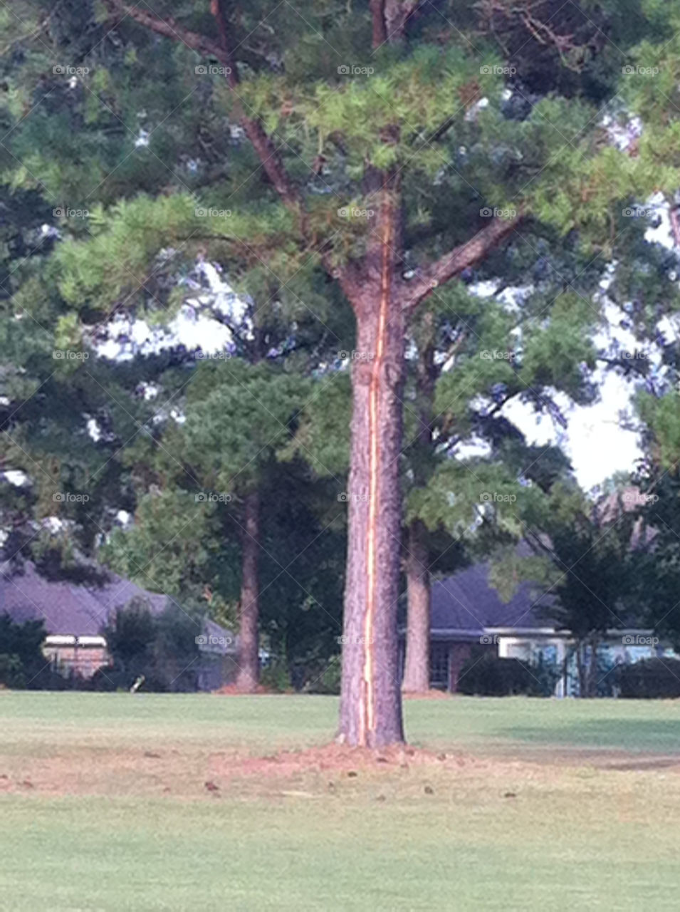 Tree struck by lightning Quail Creek Golf Course Fairhope Alabama 