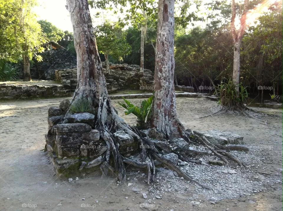 Old roots