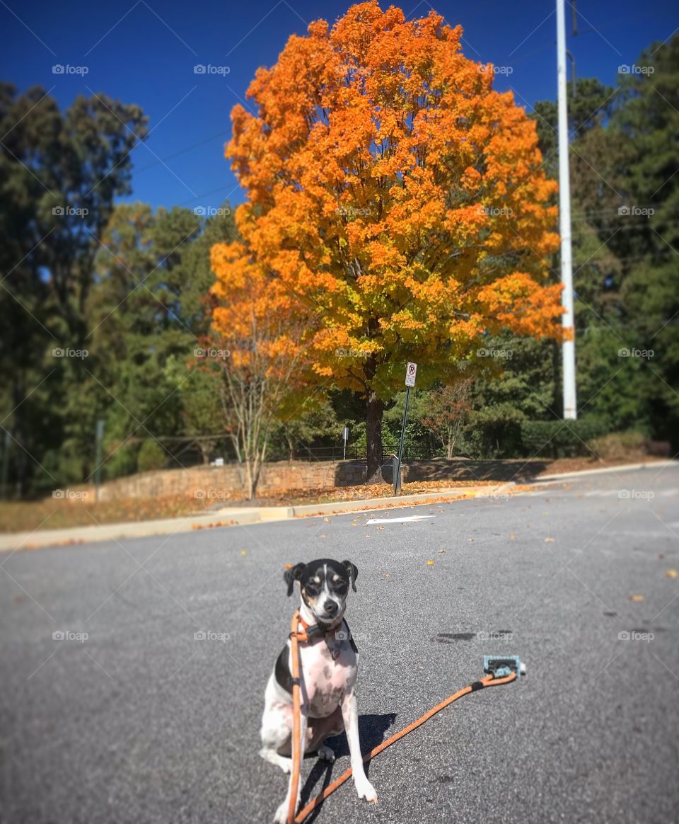 Dog in front of golden tree