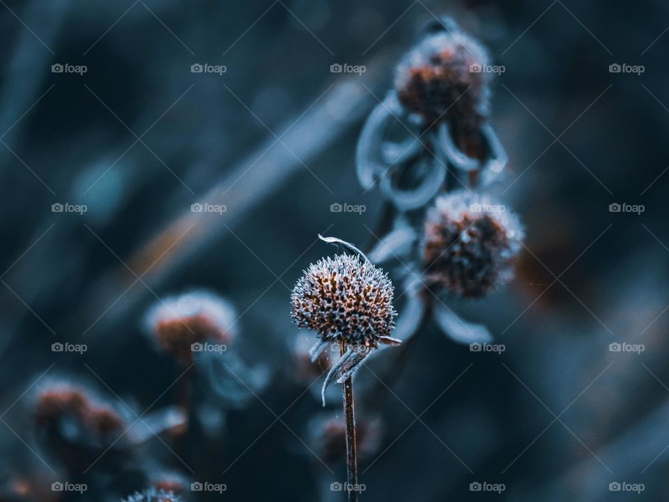 Wild flower buds with dark and cold ambiance 