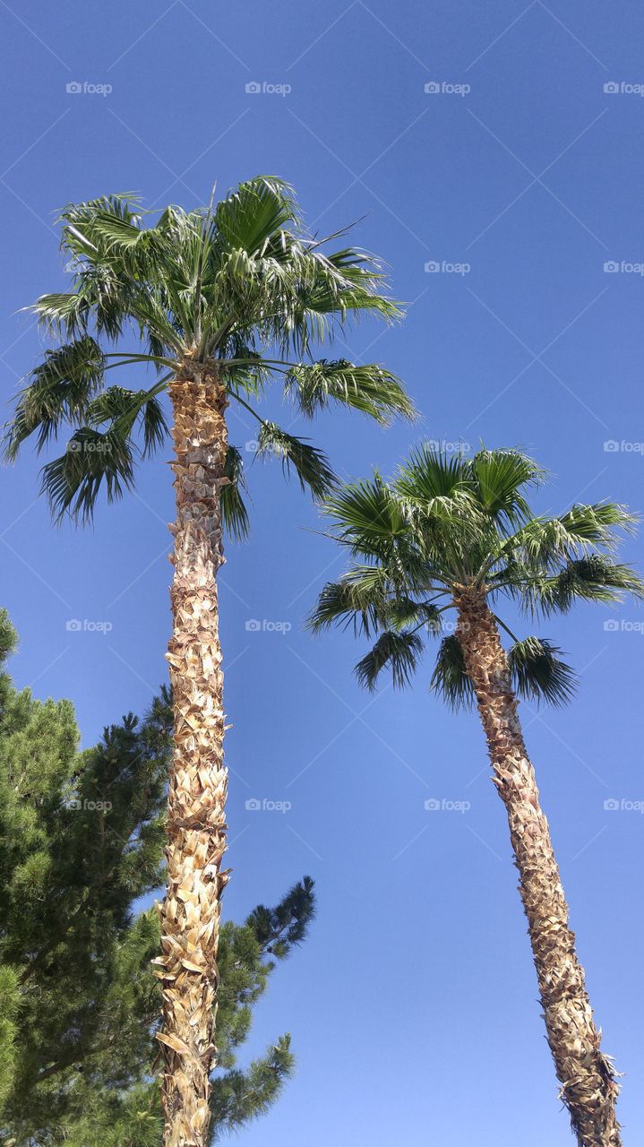 duo palm trees
