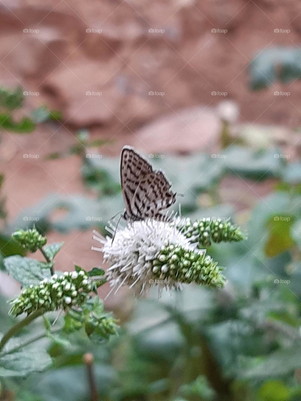 Butterfly in action