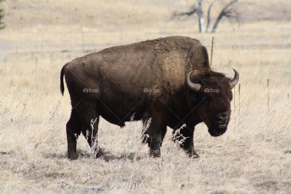 Buffalo / Bison