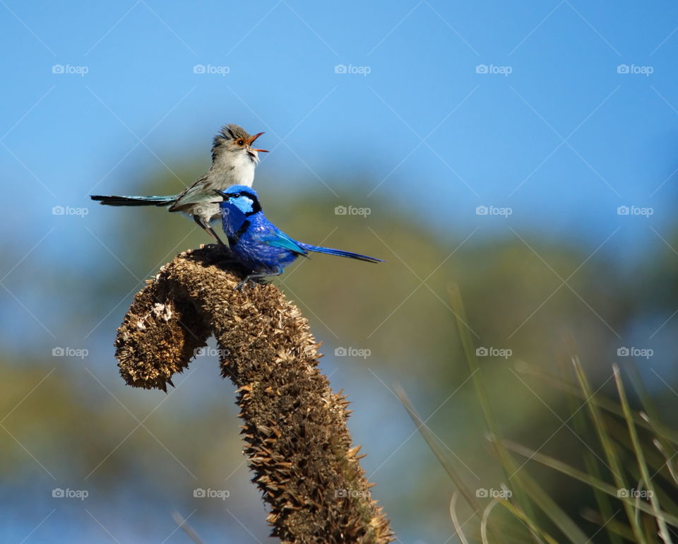 Splendid Fairy-wren