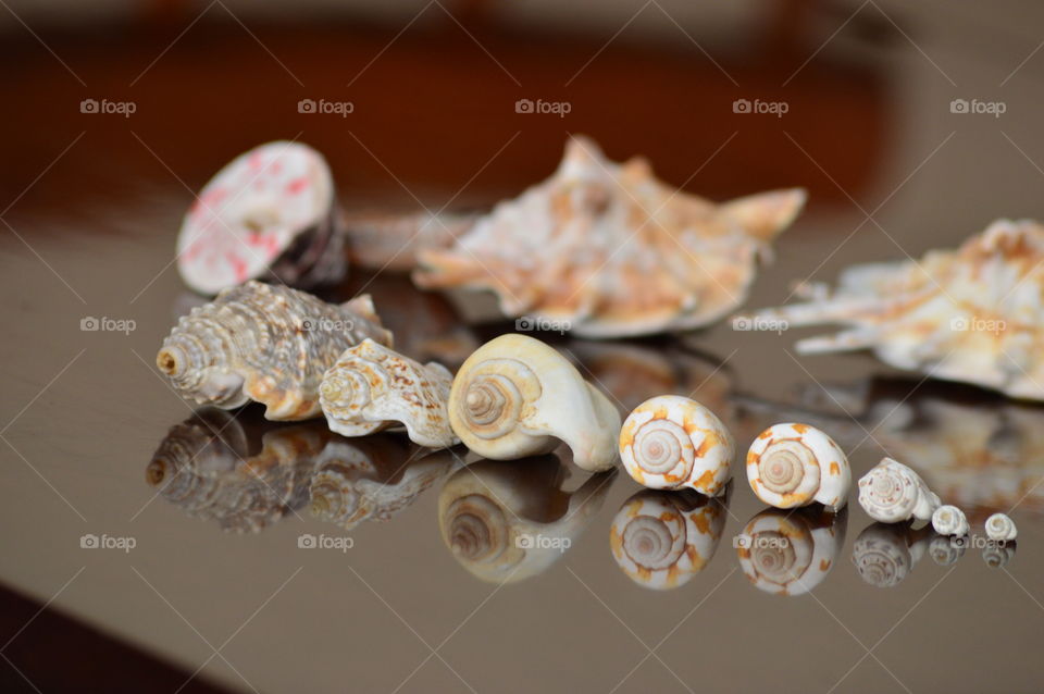 sea shells