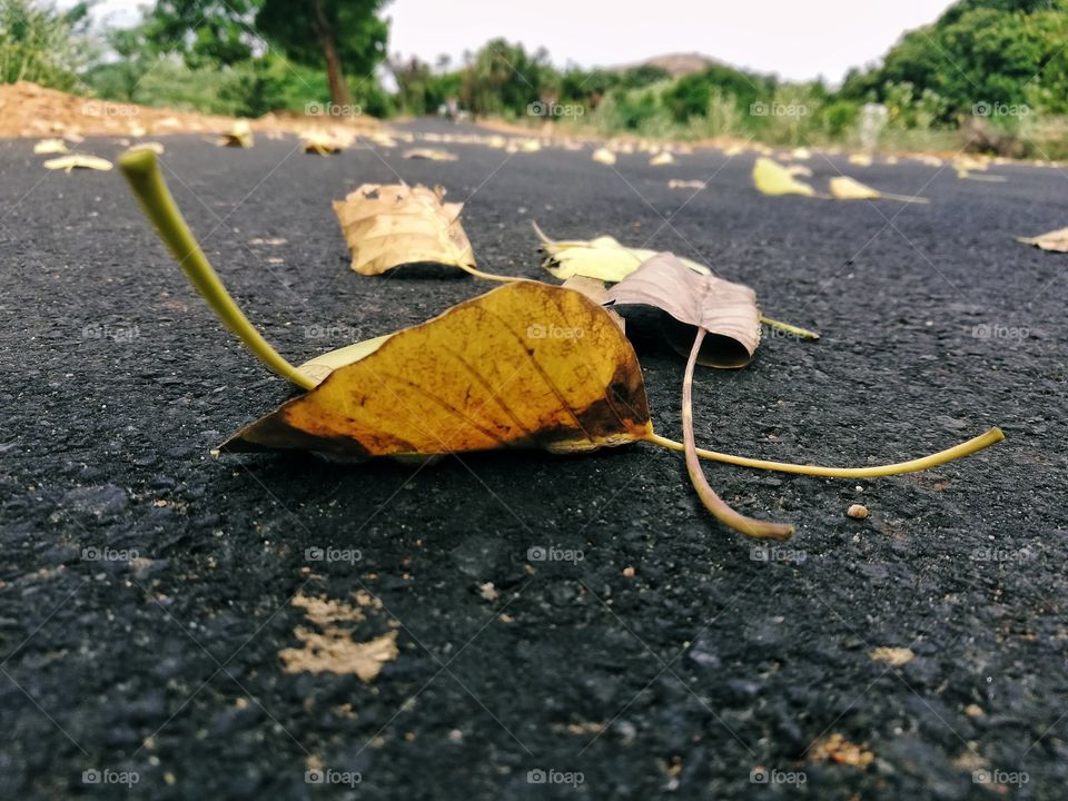 Autumn is a second spring when every leaf is a flower." “Every leaf speaks bliss to me, fluttering from the autumn tree.” “Notice that autumn is more the season of the soul than of nature.” “I'm so glad I live in a world where there are Octobers'"
