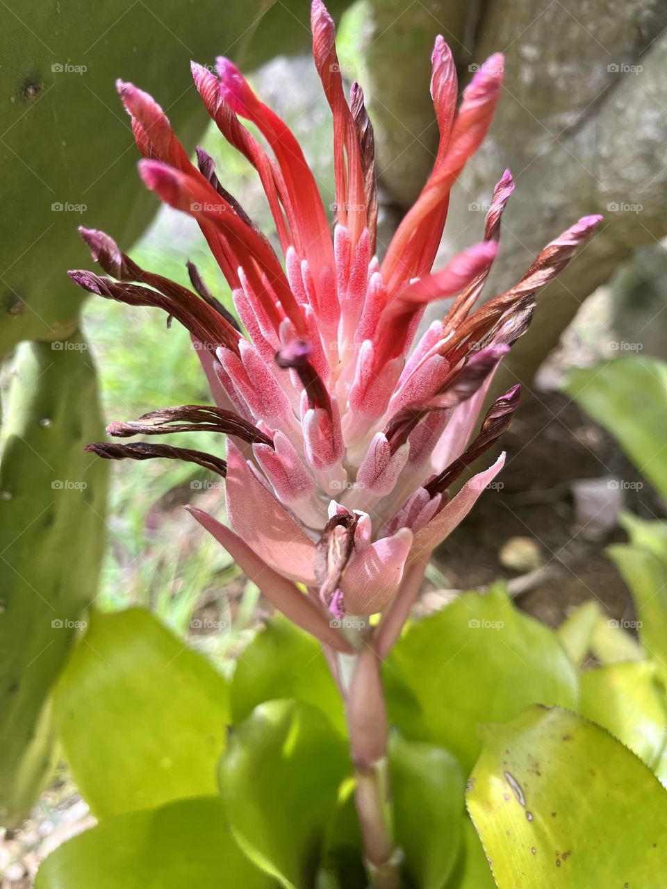 Close-up of a pink tropical flower