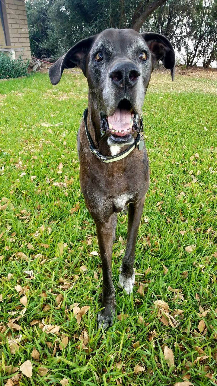 Lacey Great Dane