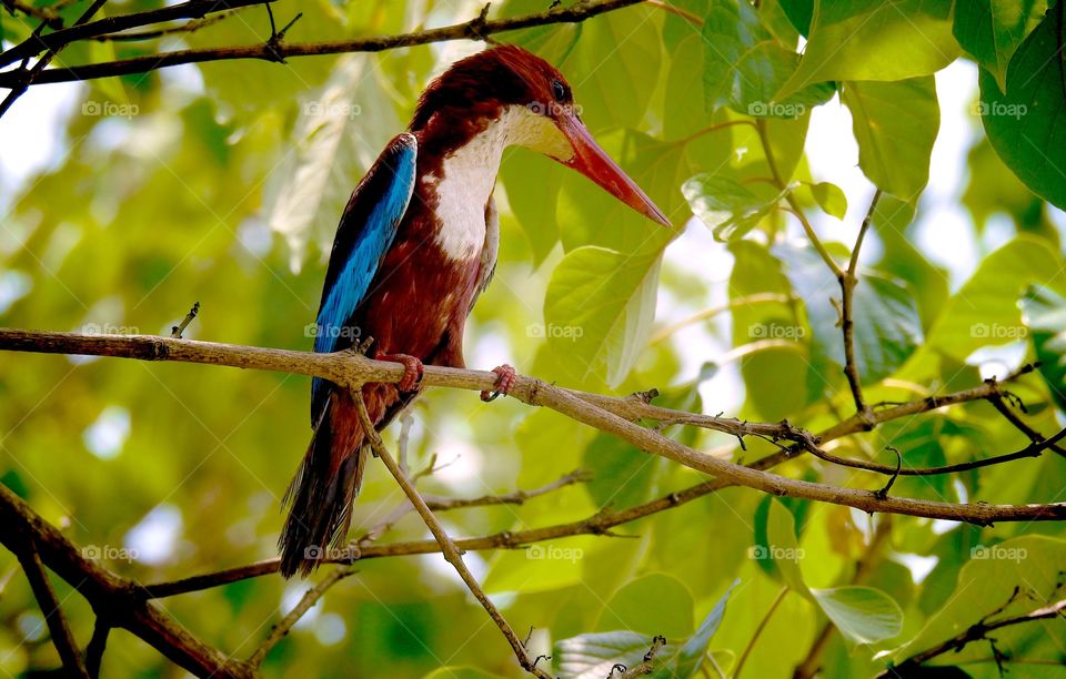 Kingfisher on a tree branch looking into water , jantung for fish