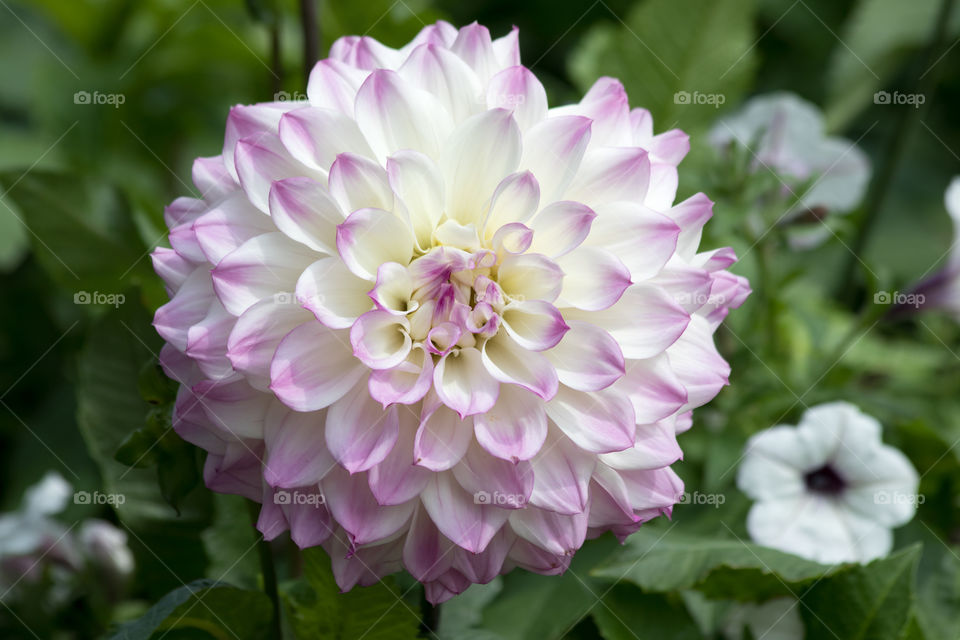 Beautiful blooming white lilac Dahlia - vacker vit lila rosa blommande Dahlias blomma 
